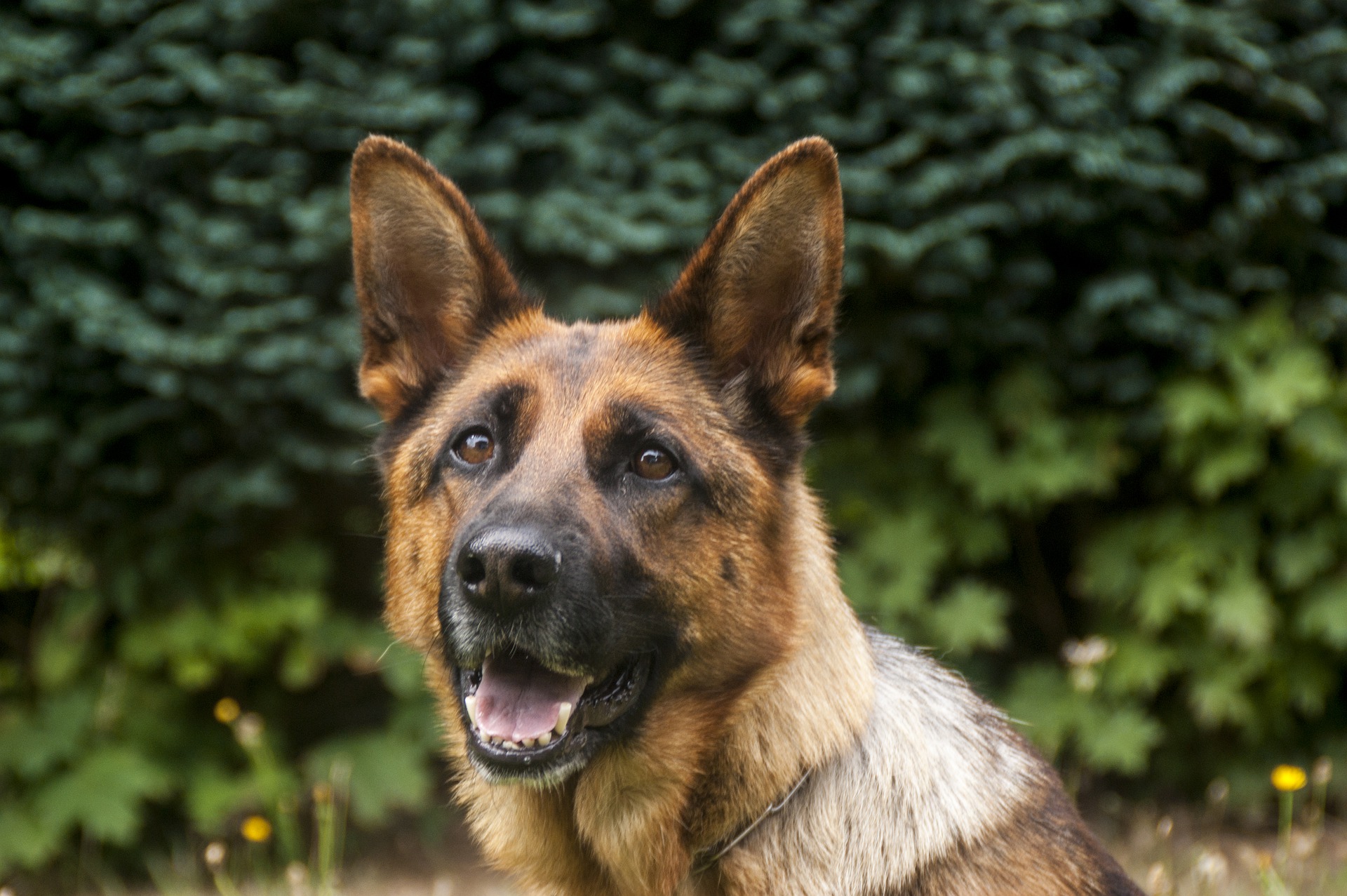 German Shepard smile