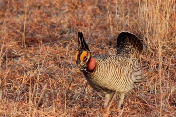 Lesser prairie chicken