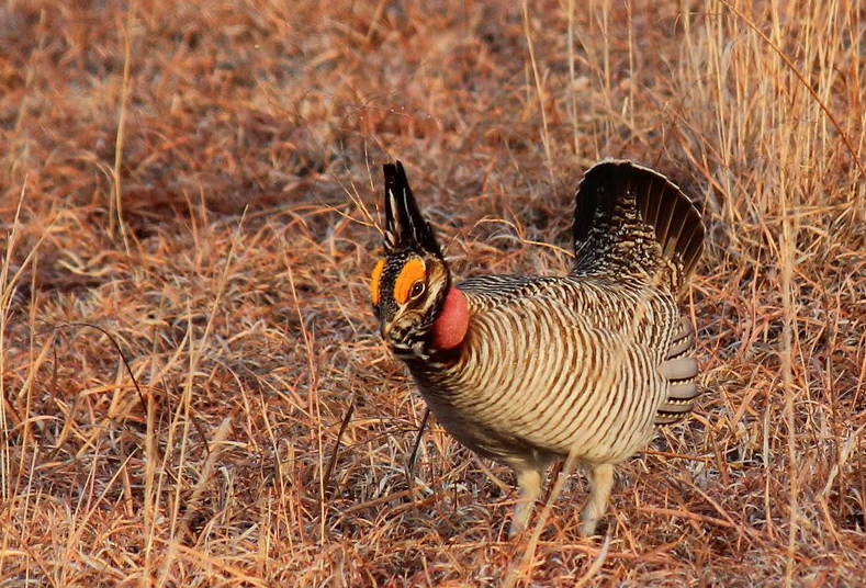 Lesser prairie chicken